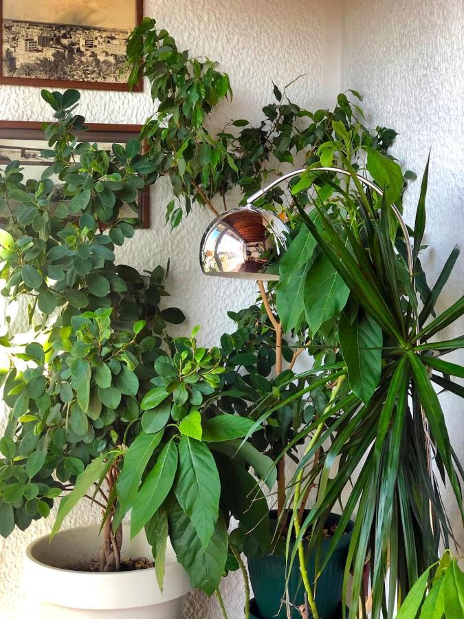 Sokolov Apartment Semendire Dış mekan fotoğraf